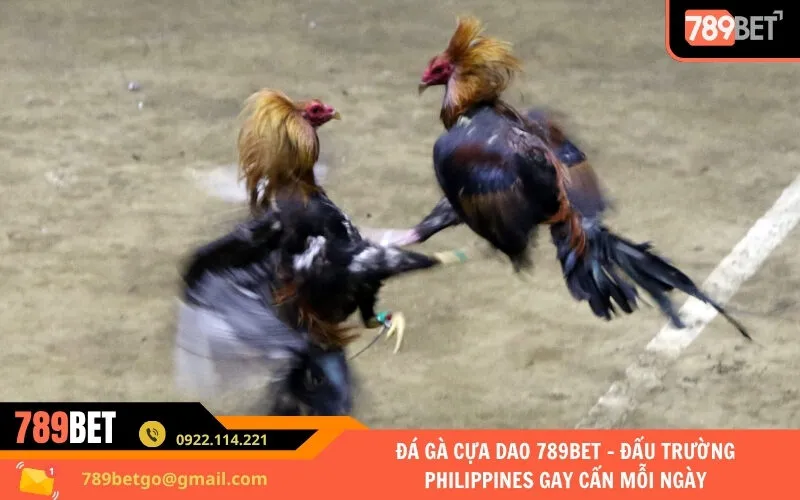 Đá Gà Cựa Dao 789bet – Đấu Trường Philippines Gay Cấn Mỗi Ngày